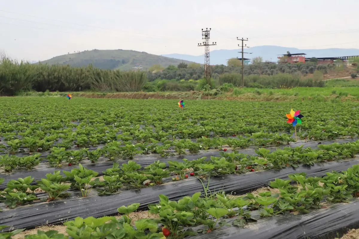 Tire’de Kadın Çiftçilerden Organik Çilek Hasadı Coşkusu