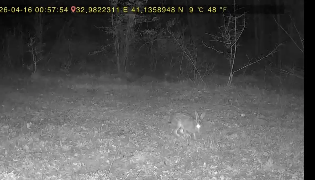 Ovacık'ta fotoğraf kapanı ile yakalanan yaban hayvanları