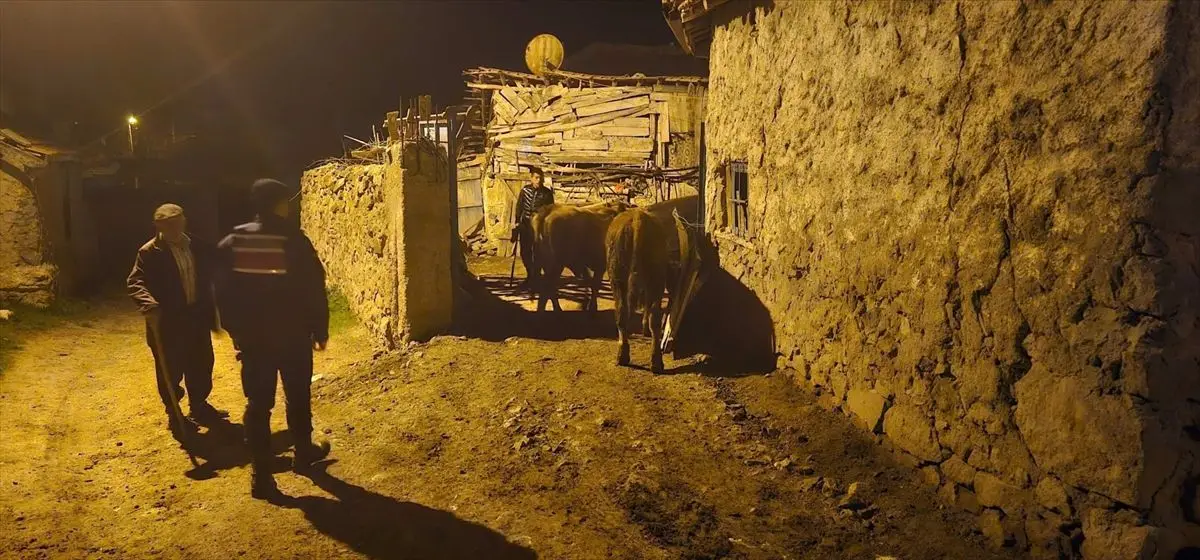 Yozgat'ta kaybolan büyükbaş hayvanlar jandarma tarafından bulunmuş