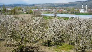 Amasya’da Kiraz Bahçeleri Beyaza Dönüştü: Çiçek Açan Ağaçlar Üreticileri Coşturuyor