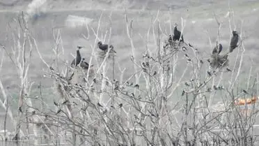 Koyunbaba Göleti'nde kuşların uçuş anı