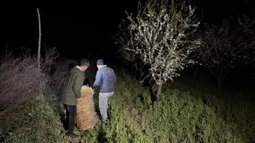 Iğdır’da Çiftçiler Soğuğa Karşı Bahçelerinde Ateş Yakıyor