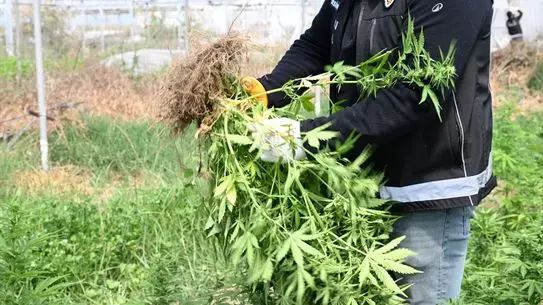 Tarsus'ta Serada Kenevir Operasyonu: 3 Şüpheli Tutuklandı