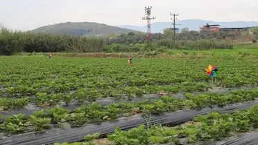 Tire’de Kadın Çiftçilerden Organik Çilek Hasadı Coşkusu