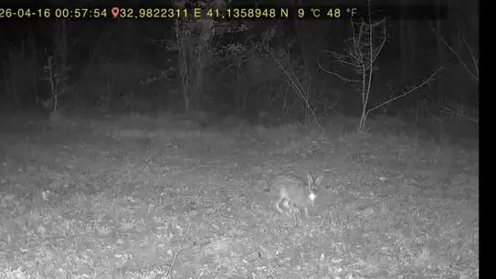 Karabük Ovacık’ta Fotoğraf Kapanı Nesli Tükenmekte Olan Vaşak ve Diğer Yaban Hayvanlarını Belgeledi