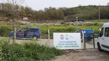 Yalova’da Sokak Köpekleri Üzerine Soruşturma Başlatıldı