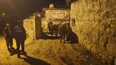 Yozgat'ta 22 Büyükbaş Hayvan Jandarma Operasyonu ile Sahiplerine Kavuşturuldu