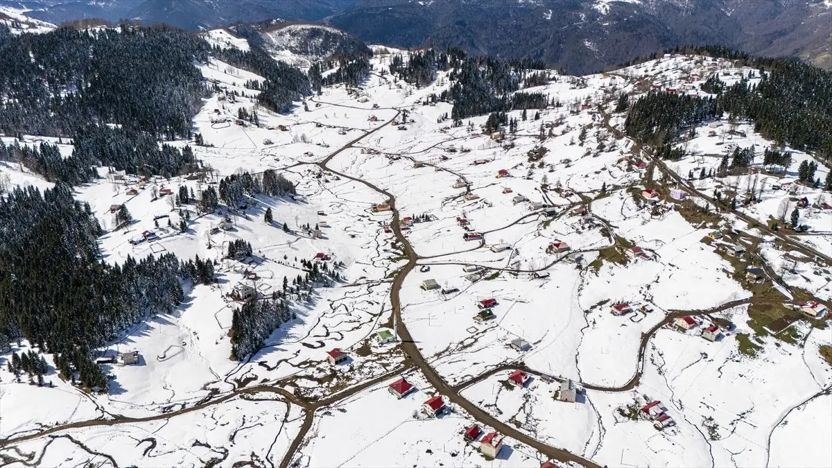 Kadıralak Yaylası'nda karla kaplı mavi yıldız çiçekleri