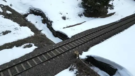 Kars'ta Boz Ayı, Drone'la Karşılaştı: İlginç Anlar Kamerada