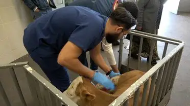 OMÜ Hayvan Hastanesi 2025'te 30 Bini Aşan Vaka ile Yoğun Çalışıyor