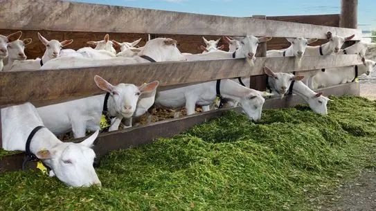 Marseille'de Şok İstismar Olayı: 19 Yaşındaki Genç Gözaltına Alındı