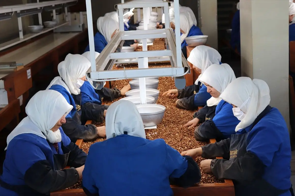 Giresun ve Ordu’da Kadın Çalışanlar Fındık İhracatını Şekillendiriyor