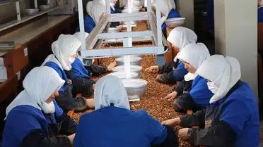 Giresun ve Ordu’da Kadın Çalışanlar Fındık İhracatını Şekillendiriyor