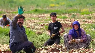 Reyhanlı'da Turfa Soğan Hasadı Başladı: 122 Bin Ton Üretim Hedefi