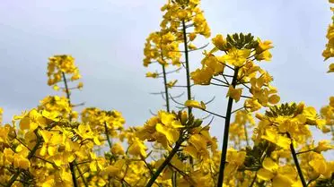 Hayrabolu’da 21 Bin Dekar Kanola Tarlası Bölgeye Yeşil ve Ekonomik Canlılık Katıyor