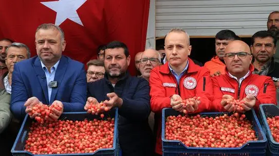 Manisa’da Erken Kiraz Hasadı: Şehzadeler’de İlk Kiraz 6 Bin Liraya Satıldı