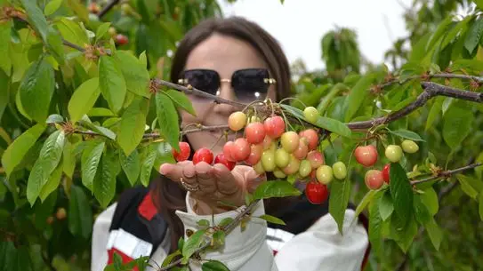 Manisa’da Erken Hasat Kirazı Kilosu 6 Bin TL’ye Çıktı