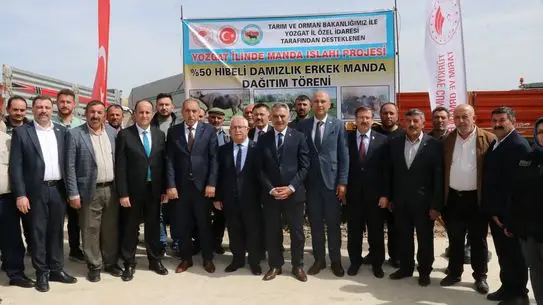 Yozgat’ta Çiftçilere Damızlık Manda Desteği: %50 Hibe ile 20 Besiciye Yeni Hayvanlar