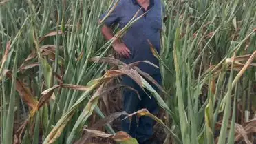 Kaza sonrası traktör