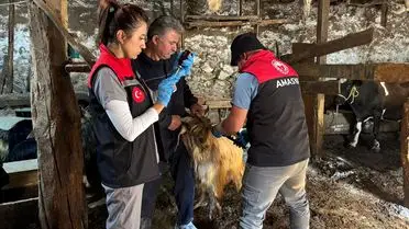 Gümüşhacıköy'de Hayvan Sağlığına Yönelik Aşı Kampanyası Başladı