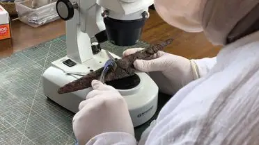 Hadrianopolis Antik Kenti'nde 5. Yüzyıla Ait Nadir Bıçaklar ve Kösüre Taşı Keşfedildi