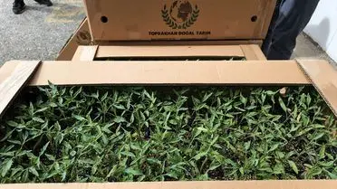 Kırklareli’de Domates Fidesi Desteğiyle Çiftçilere Yeni Bir Soluk