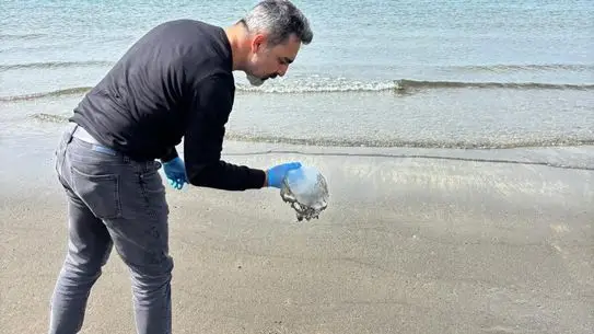 Arsuz Sahilinde Denizanası Kalabalığı: Yüzücüler Uyarılandı