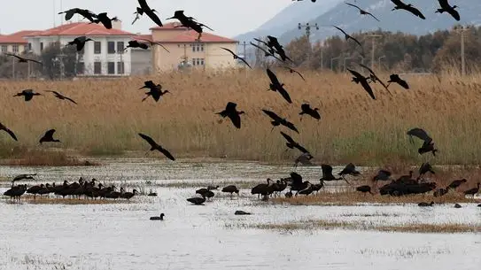 Hatay’ın Milleyha Sulak Alanı: Göçmen Kuşların Doğa Cenneti
