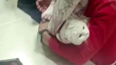 Adıyaman’da Lavabo Giderine Sıkışan Kedi, İtfaiye Ekibiyle Kurtarıldı
