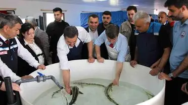 Amasya’dan Karadeniz’e 8 Bin Mersin Balığı Gönderiliyor