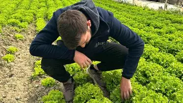 Bursa’da Kıvırcık Marul Fiyatları 35 Liraya Ulaştı: Çiftçiler Neden Sevinçli?