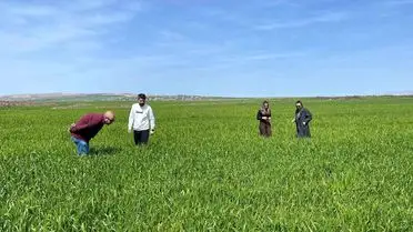 Cizre Tarımında Süne Zararlısına Karşı Yeni Önlemler Başlatıldı