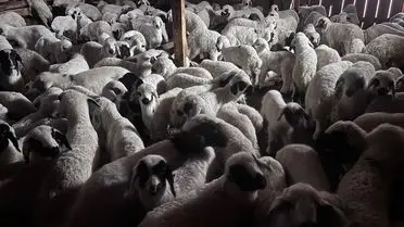 Erzincan’da Renkli Kuşaklar: Küçük Koyunların Anneleriyle Günlük Buluşması