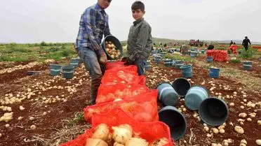 Reyhanlı’da 500 Dönümde 5 Ton Soğan Verimiyle Tarımda Yeni Rekor