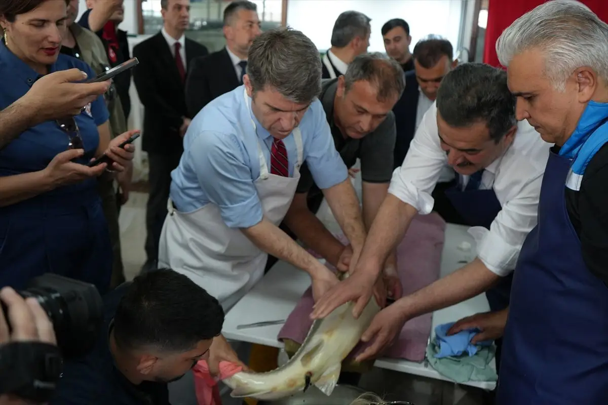 Amasya'da Yedikır Su Ürünleri Tesisi Balık Üretimini Genişletiyor