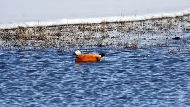 Kars'ta İlk Bahar Kuş Cıvıltıları: Göçmen Kuşlar Sulak Alanlarda Konuşmaya Başladı