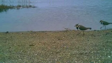 Kızılırmak Deltası'nda 17 Hektarlık Kuş Cenneti Restorasyonu Başladı