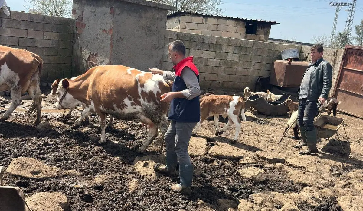 Cizre’de Hayvan Sağlığını Güçlendiren Aşılama ve Küpeleme Projesi Hız Kazanıyor