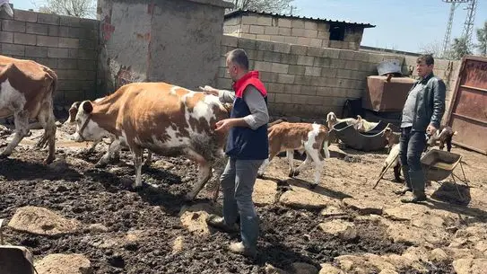 Cizre’de Hayvan Sağlığını Güçlendiren Aşılama ve Küpeleme Projesi Hız Kazanıyor