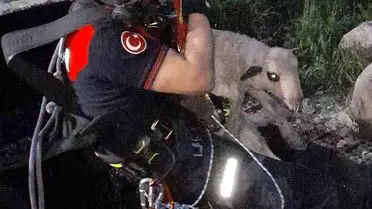 İzmir Bornova’da 20 Metrelik Kuyuya Düşen Kuzu İtfaiye Ekibiyle Kurtarıldı