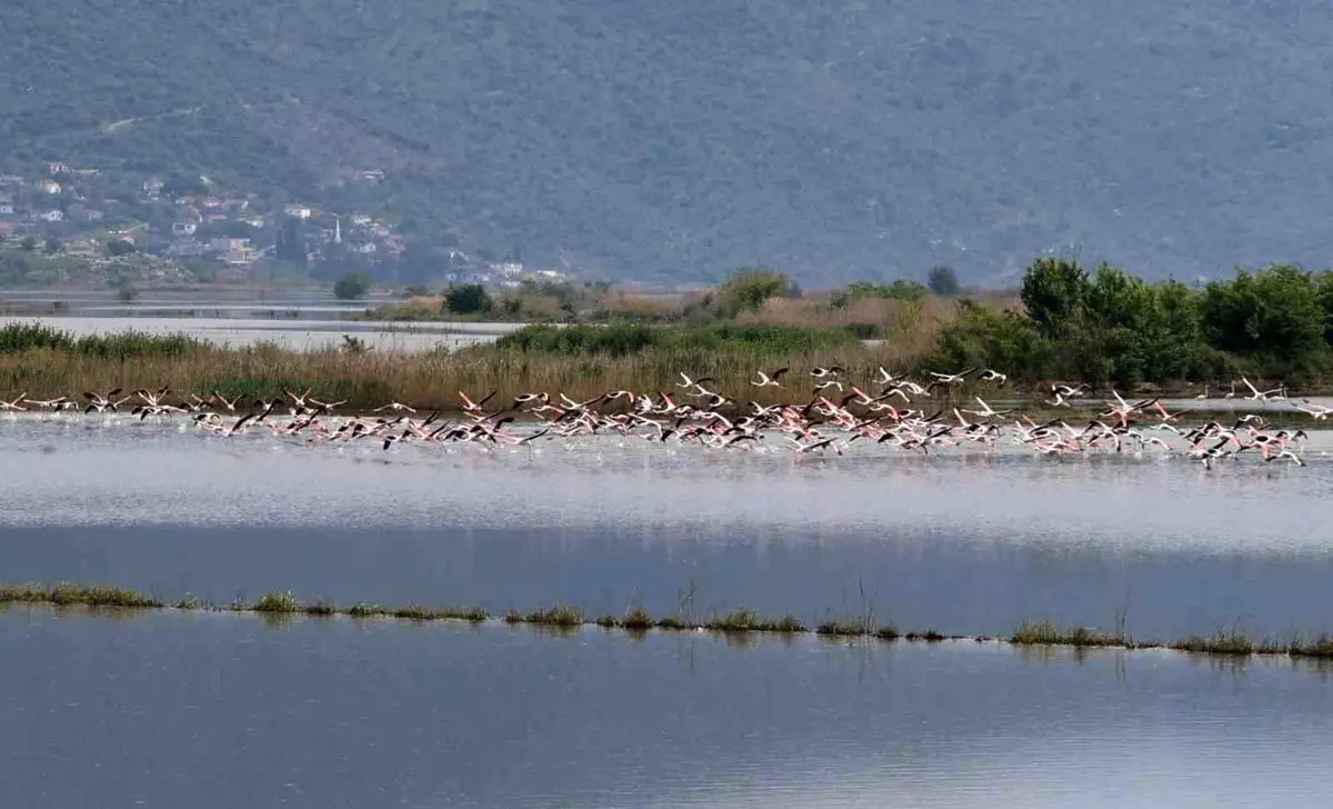 Aydın’da Sel Sularında Flamingolar Görüntü Oluşturdu