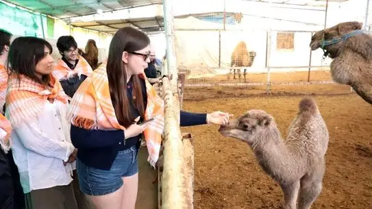 Estonyalı Öğrenciler İncirliova’da Deve Çiftliğini Keşfetti
