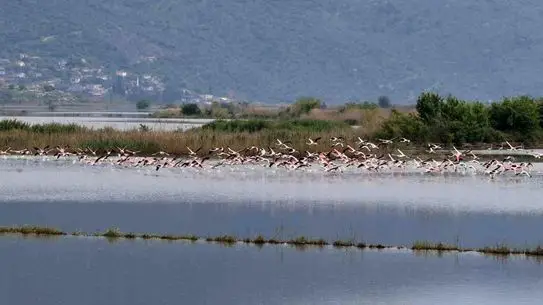 Aydın’da Sel Sularında Flamingolar Görüntü Oluşturdu