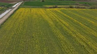 Amasya'nın Suluova İlçesinde Kanola Çiçekleri Altın Sarısı Renklerle Büyüyor