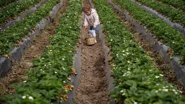 Emiralem Çileği 2026’da Rekor Verimle Hasat Edildi