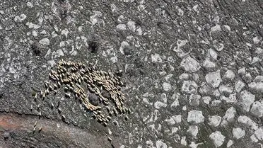 Kayseri Belediyesi'nden Koyun Destek Programı: 4.300 Üreticiye Yeni Sürü Katkısı