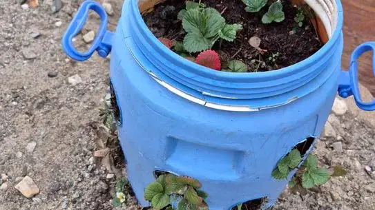 Buldanlı Çiftçiler Atık Malzemelerle Çilek Verimliliğini Zirveye Taşıyor