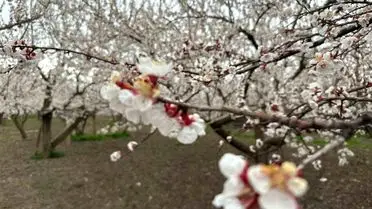 Kars'ın Kağızman İlçesinde Kayısı Çiçekleri Görkemli Bir Şekilde Açıldı