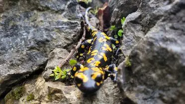 Erzincan’da Sarı Benekli Semender Görüntülendi: Doğanın Nadir Mirası Yeniden Ortaya Çıktı