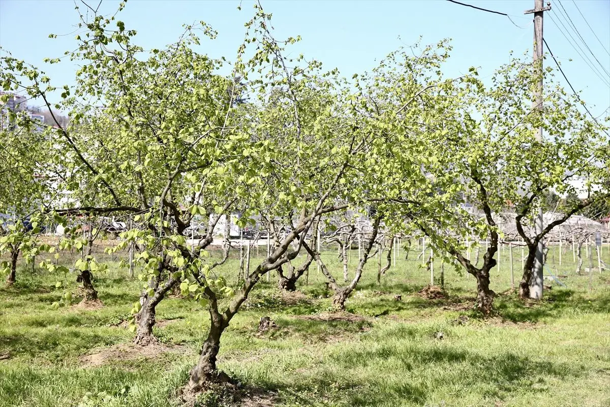 Karadeniz’in Fındık Bahçelerinde Yeni Sezon Hazırlıkları Hız Kazanıyor